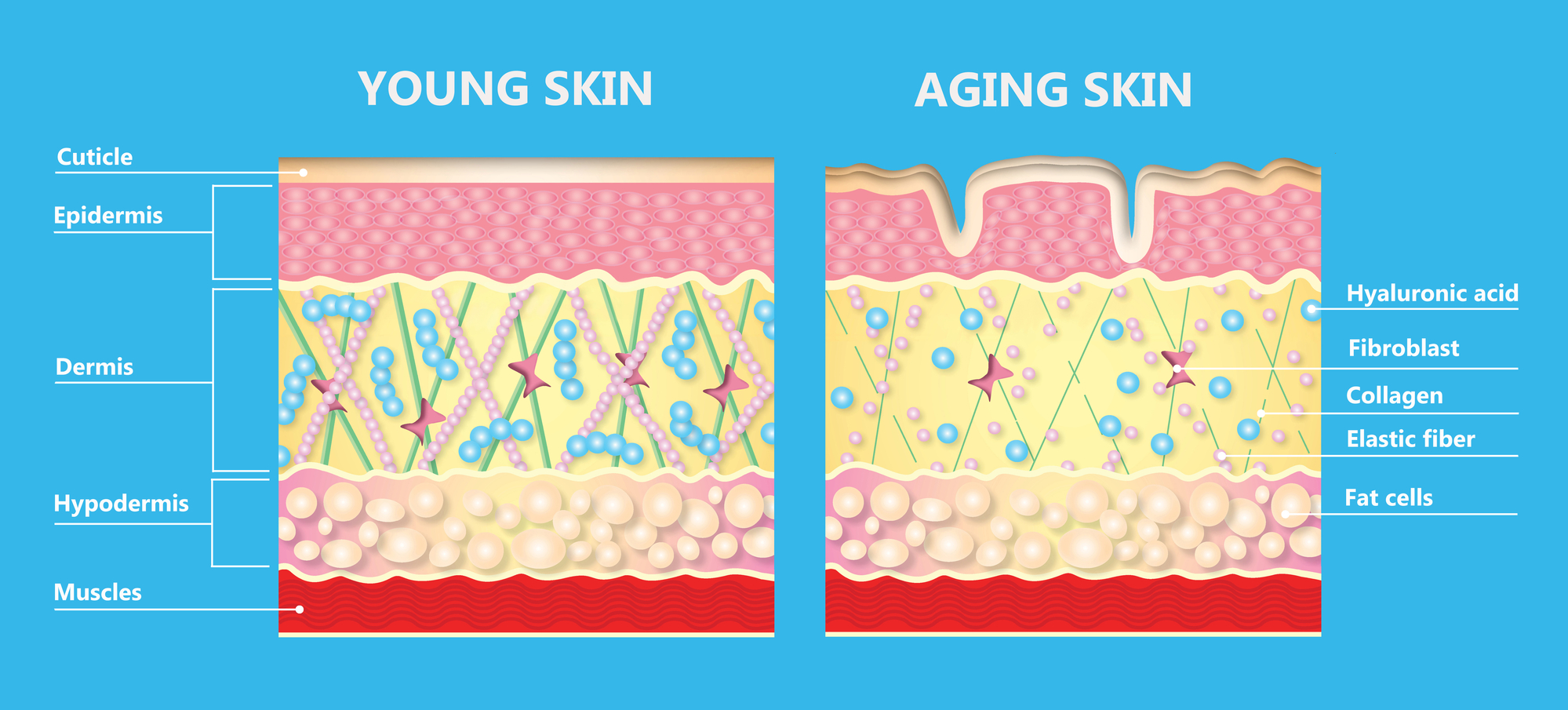The Secrets to Improving Skin Elasticity