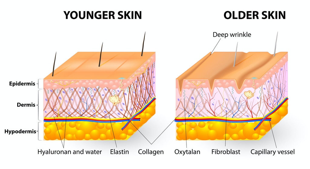 Collagen Elastin - Scaled