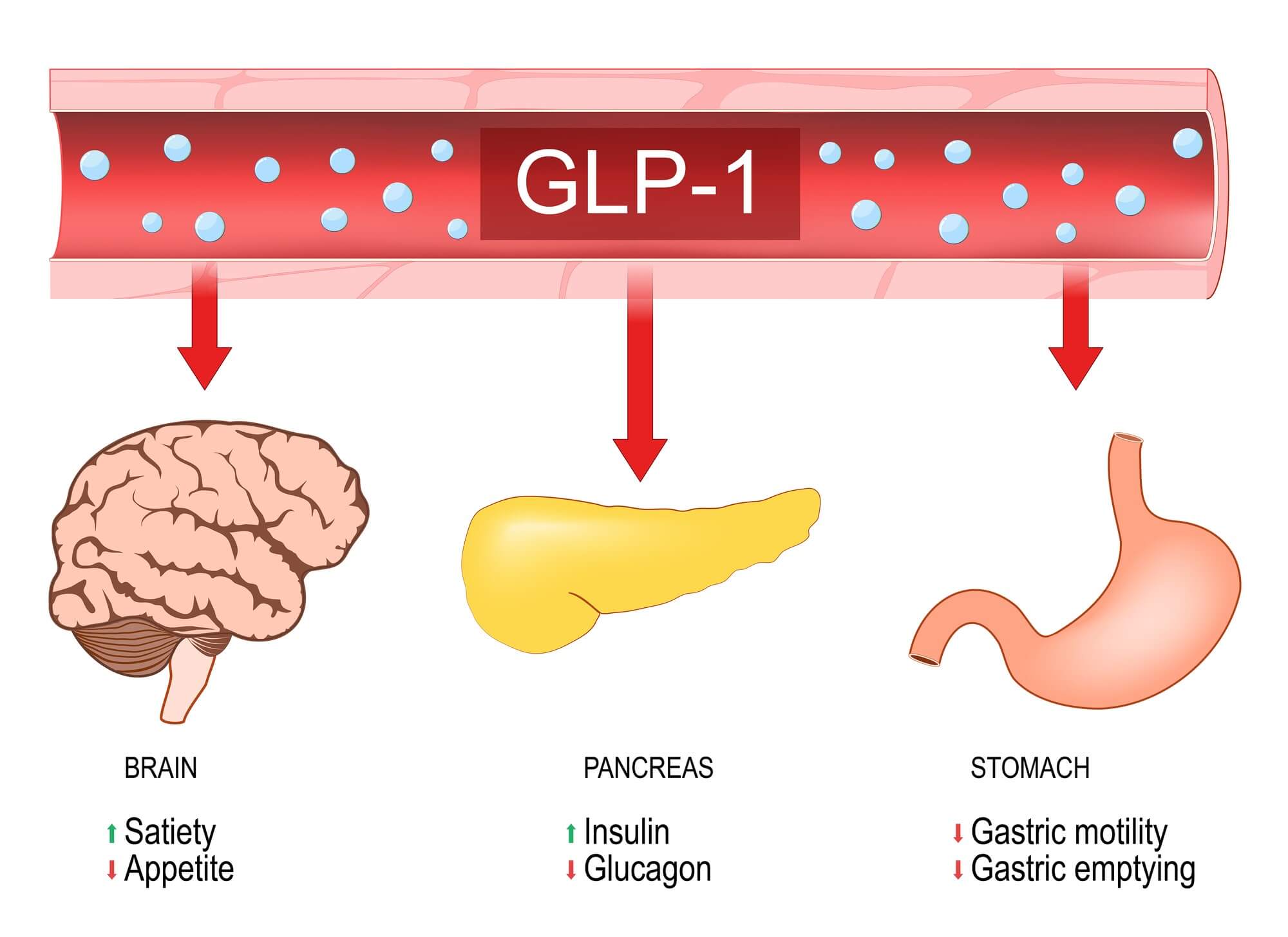 What is GLP-1